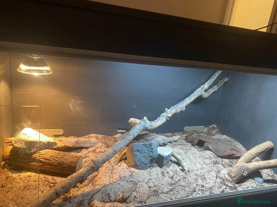 Bearded Dragon reptiles for sale: red leatherback transparent bearded dragon  - Advert 6