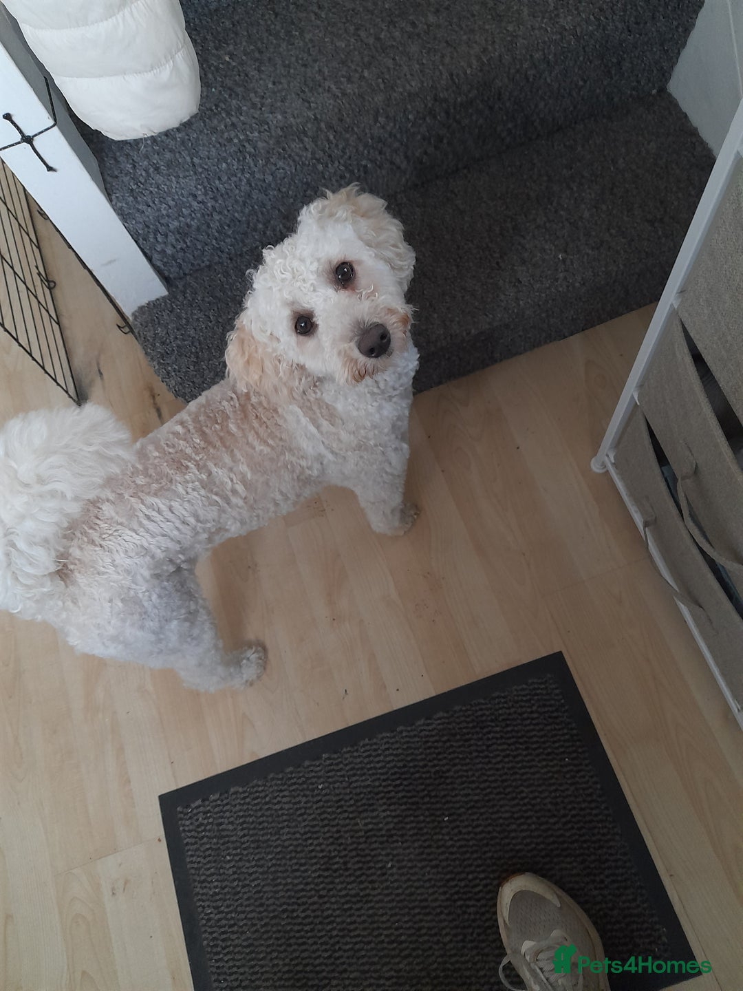 Mixed Breed dogs for sale: Poochon x Maltipoo puppies - Image 2
