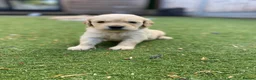 Golden Retriever dogs for sale: ⭐ KC Registered Golden Retriever Puppies ⭐️  - Advert 11