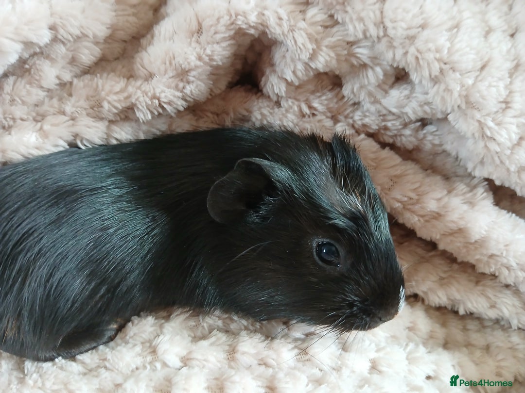 Guinea Pig rodents for sale: Two Bonded Male Guinea Pigs - for Rehoming - Advert 2