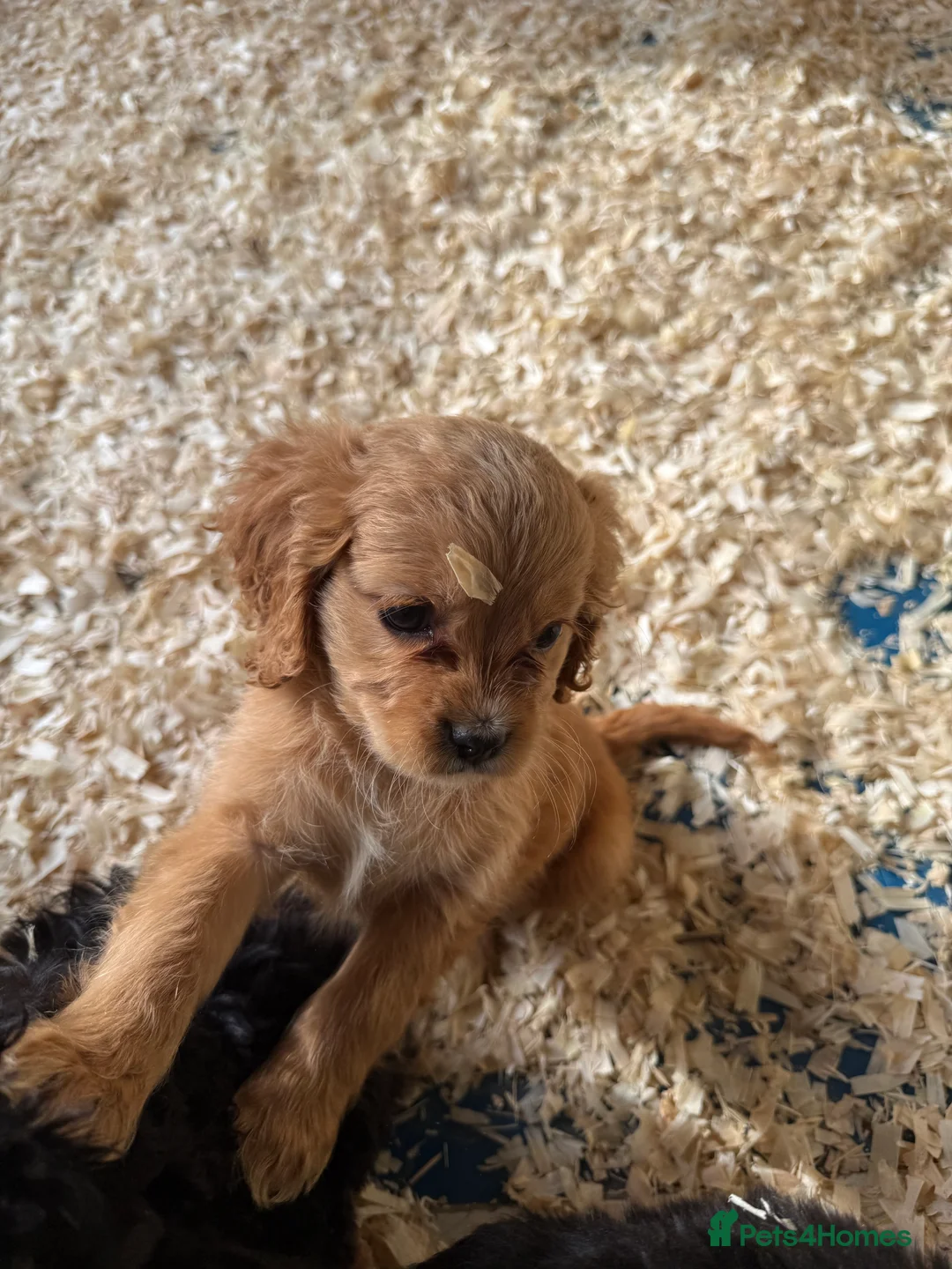Mixed Breed dogs for sale: Lovely Cavapoos READY NOW apricot and black/white  - Advert 13