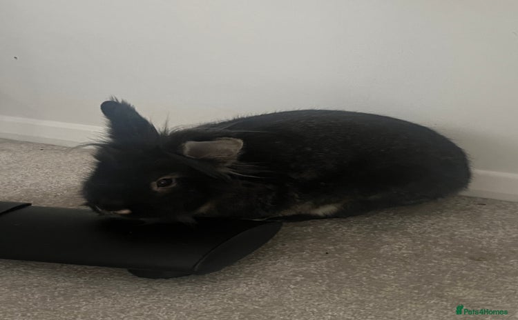 Lionhead rabbits - Advert 1