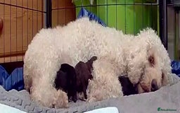 Cockapoo dogs for sale: Cockapoo Hypoallergenic F2B Pups - Full jabs - Image 15
