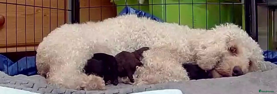 Cockapoo dogs for sale: Cockapoo Hypoallergenic F2B Pups - Full jabs - Image 15