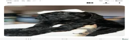 Cockapoo dogs for sale: Black Cockapoo Bow - Advert 1