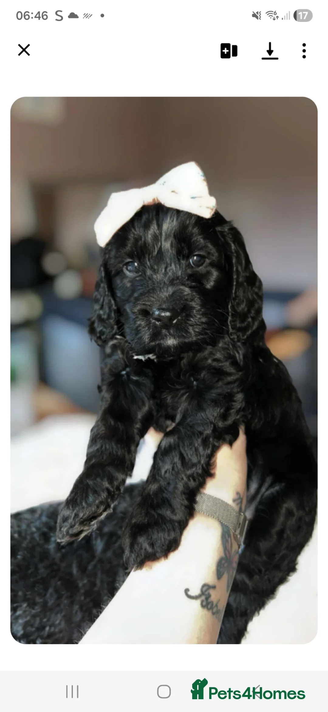 Cockapoo dogs for sale: Black Cockapoo Bow - Advert 1