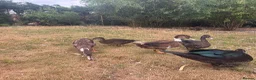 Ducks poultry for sale: Muscovy Ducks for sale - Male & Female - Advert 9