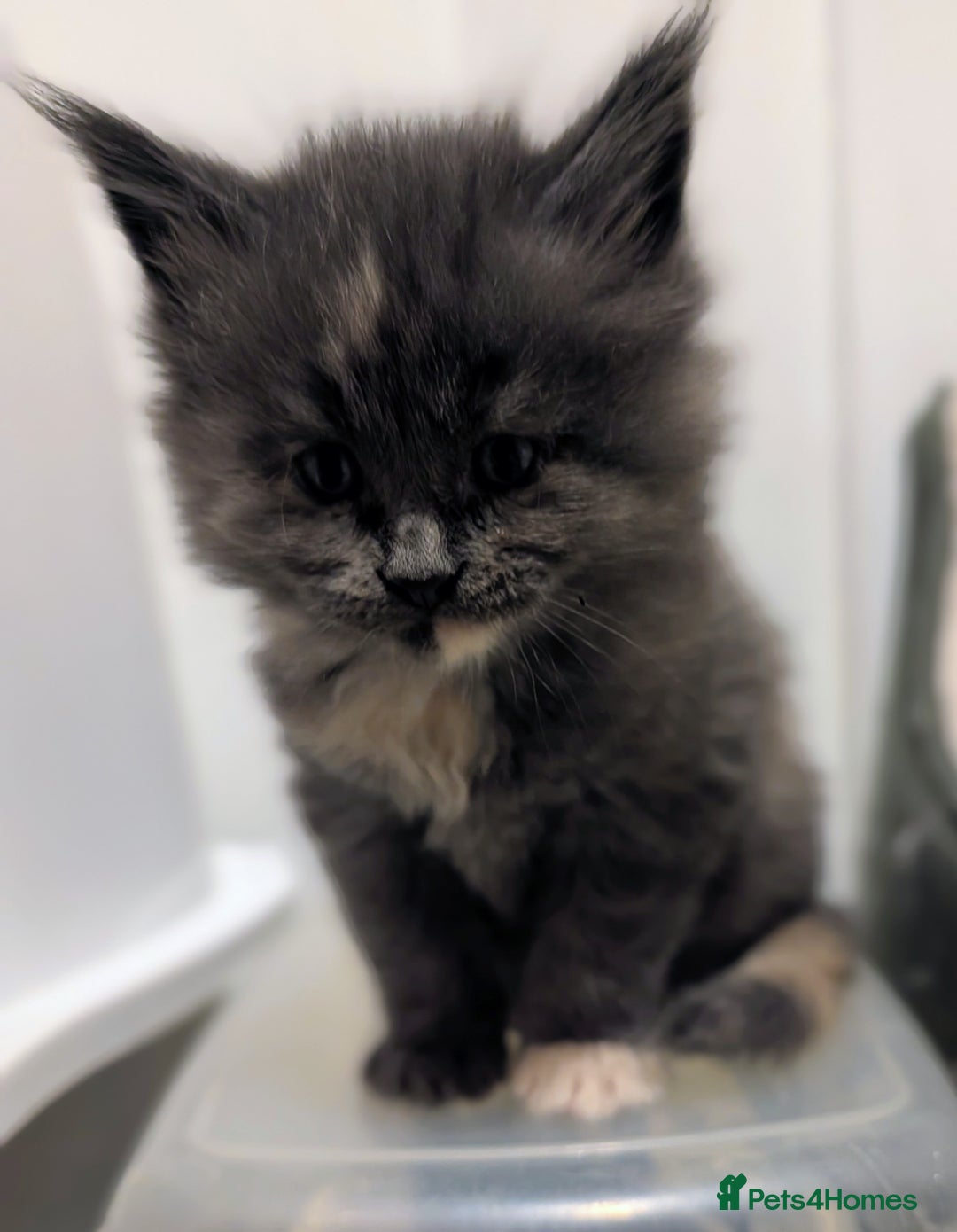 Maine Coon cats for sale: Beautiful Tica Registered Maine Coon Kittens  - Advert 11