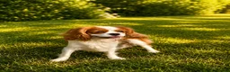 Cavalier King Charles Spaniel dogs for sale: Beautiful KC reg 1 year old girl - Advert 1