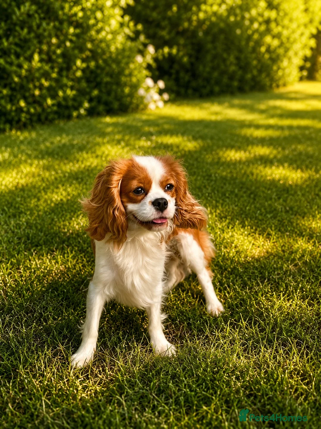Cavalier King Charles Spaniel dogs for sale: Beautiful KC reg 1 year old girl - Advert 1