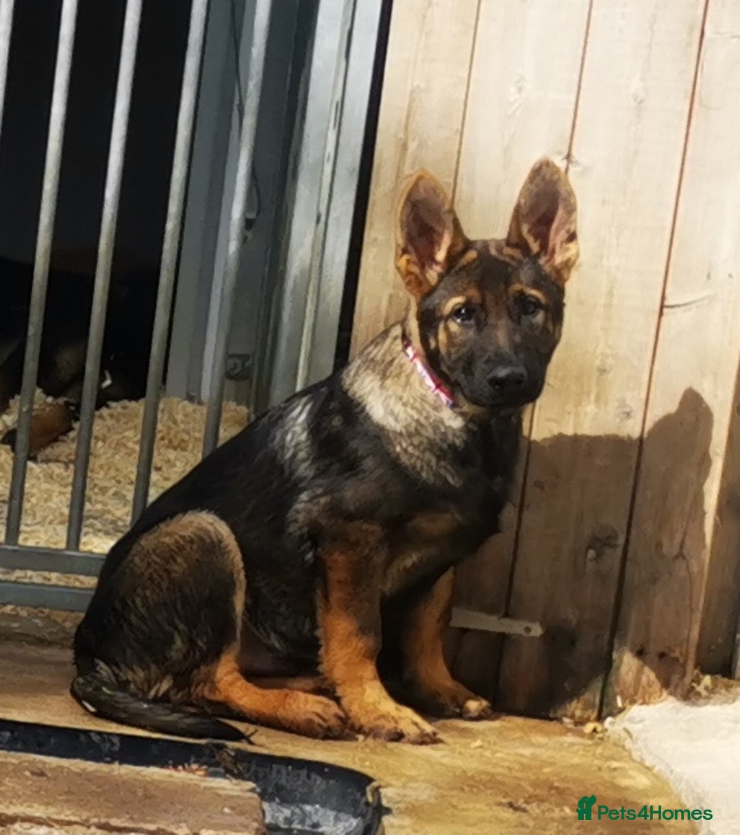 German Shepherd dogs for sale: TOP WORKING BLOODLINES LITTER  in Scunthorpe - Image 26