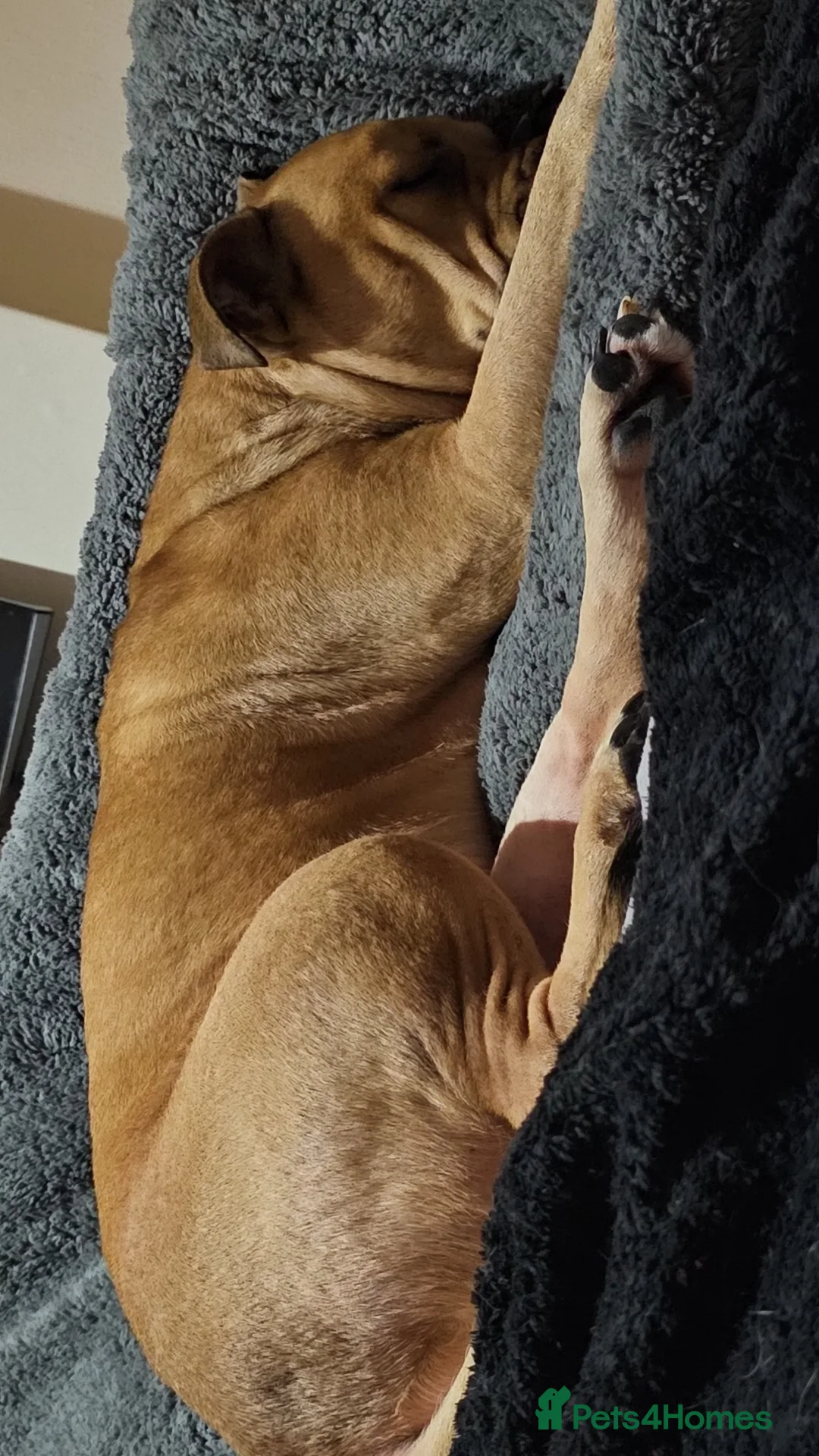 American Bully dogs for sale: Marley looking for his forever home - Advert 2