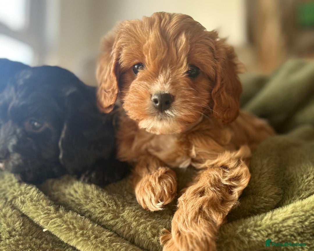 Cavapoo dogs for sale: Stunning cavapoos - Advert 3
