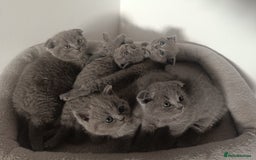 Scottish Fold cats for sale: Adorable Scottish fold x BSH kittens ready soon! - Image 2