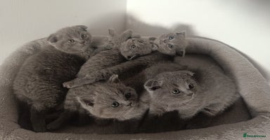 Scottish Fold cats - Advert 4