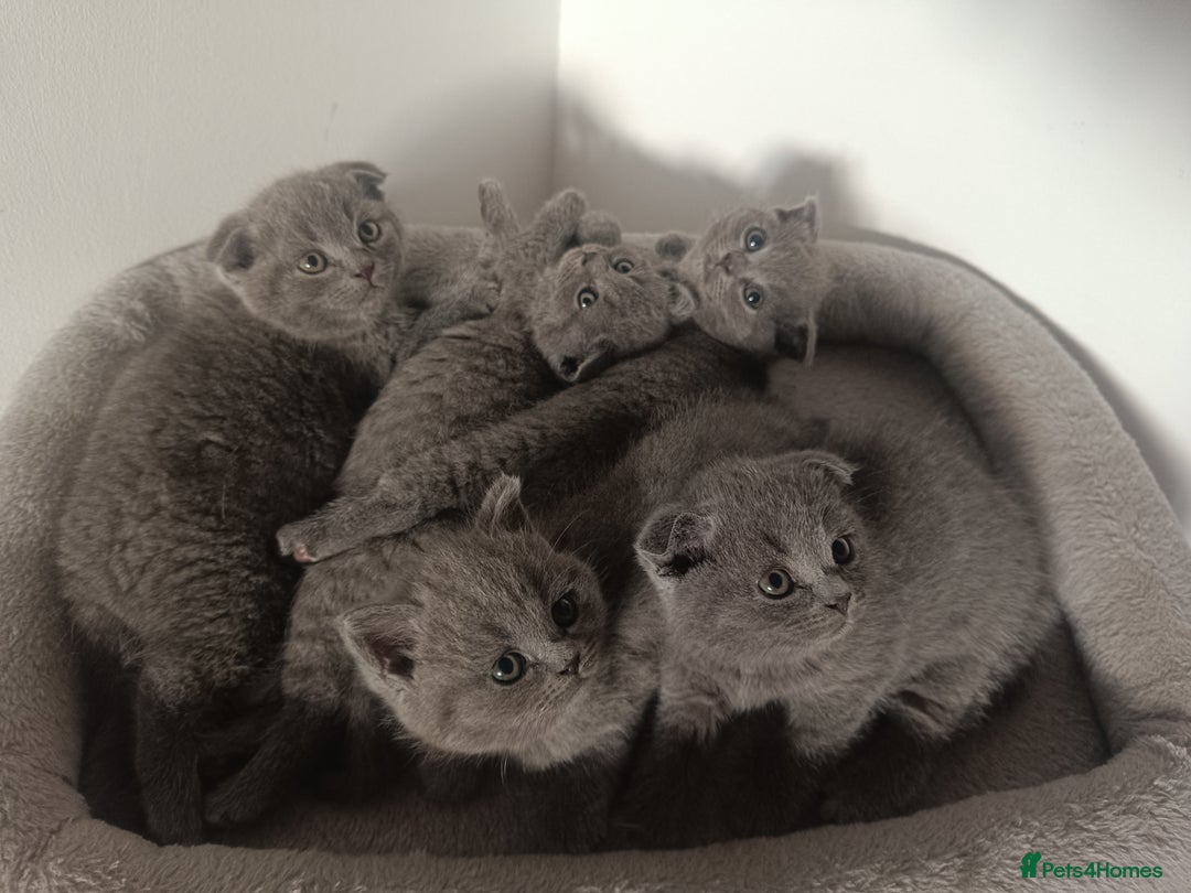 Scottish Fold cats for sale: Adorable Scottish fold x BSH kittens ready soon! - Image 2