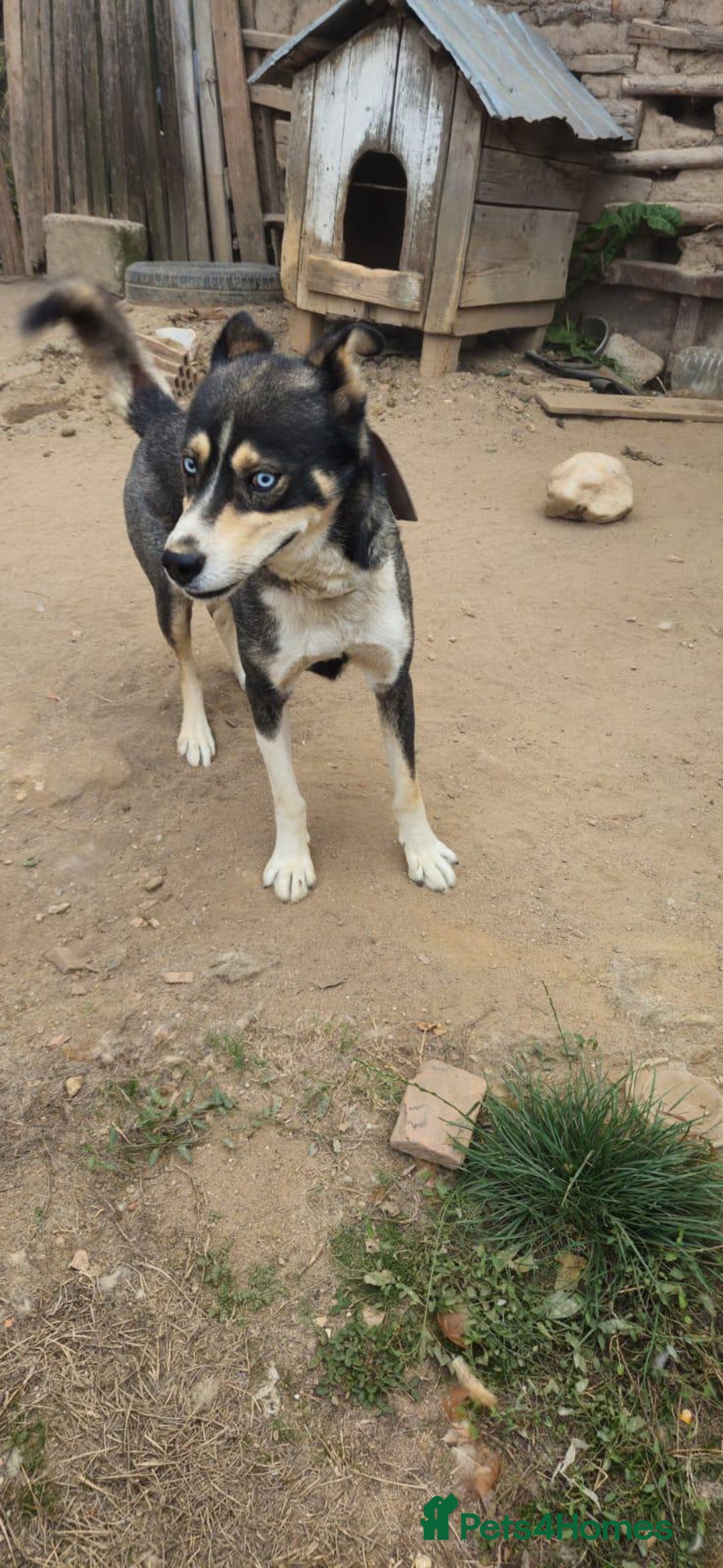 Mixed Breed dogs for adoption: ROCKY, a Lovely Boy - for a Loving Home - Image 2
