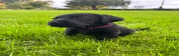 Labrador Retriever dogs for sale: Beautiful Labrador puppies ready THIS weekend - Advert 16