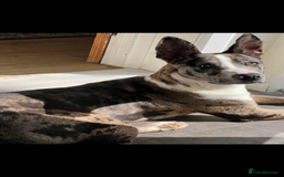 Mixed Breed dogs for sale: Bouncy Bleu looking for a loving new home - Advert 4