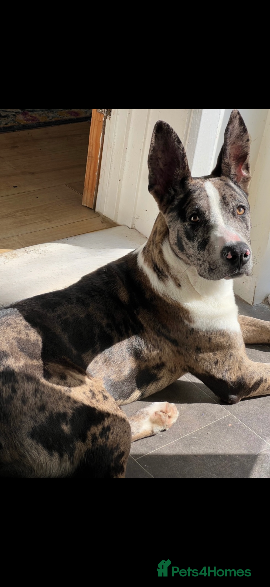 Mixed Breed dogs for sale: Bouncy Bleu looking for a loving new home - Advert 4