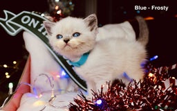 British Shorthair cats for sale: BSH Males and Females available  - Image 20