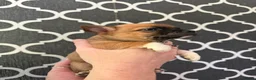 Jack Chi dogs for sale: 2 chihuahua cross jack Russell  - Advert 3