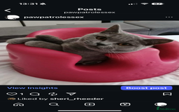 British Shorthair cats for sale: 🐾✨ Beautiful British Shorthair Cat Available ✨🐾 - Image 11