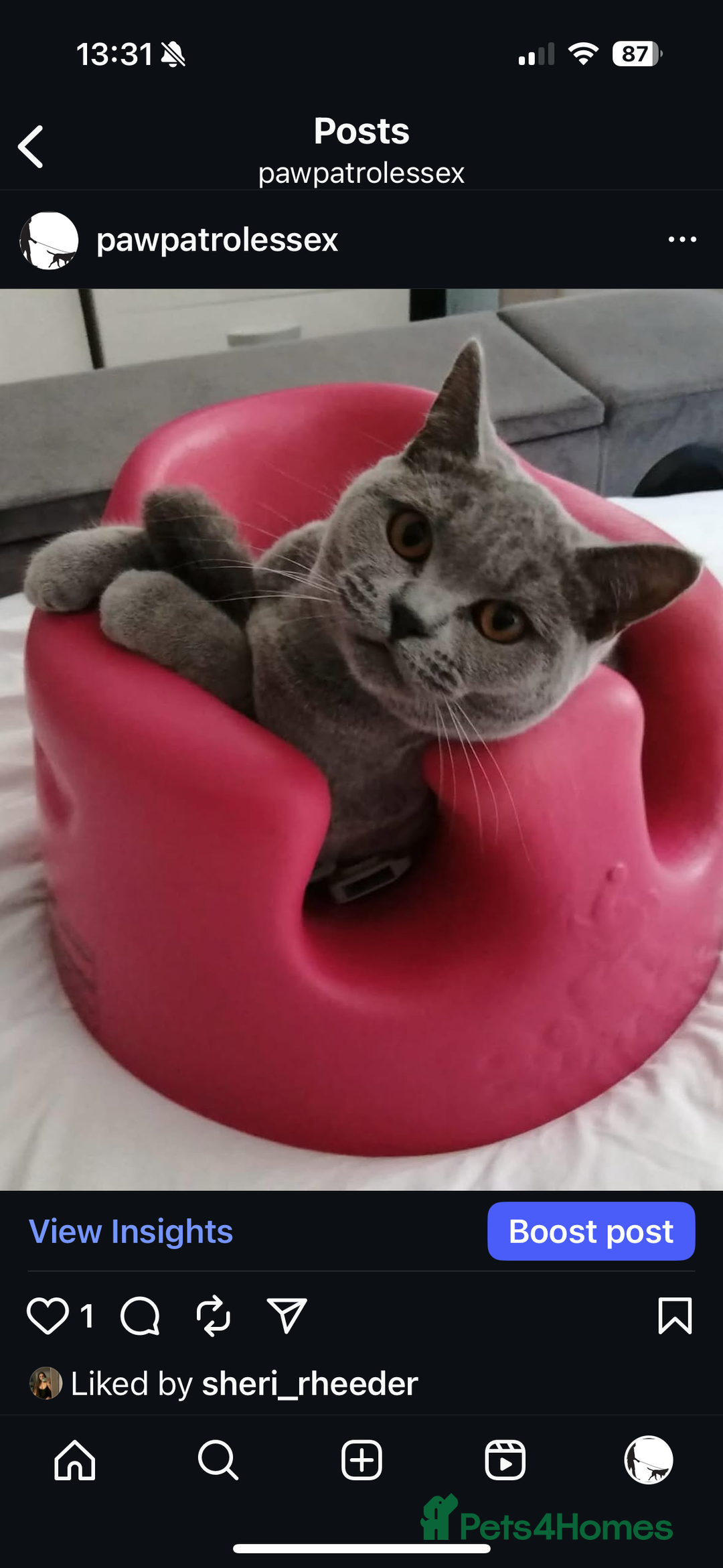 British Shorthair cats for sale: 🐾✨ Beautiful British Shorthair Cat Available ✨🐾 - Image 11