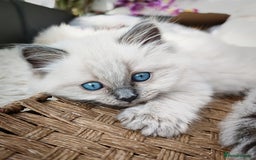 Ragdoll cats for sale: Gorgeous Snow Leocats: RagdollxSiberianxHimalayan! - Image 4