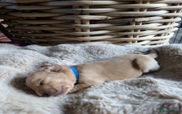 Mixed Breed dogs for sale: Goldador - Advert 4