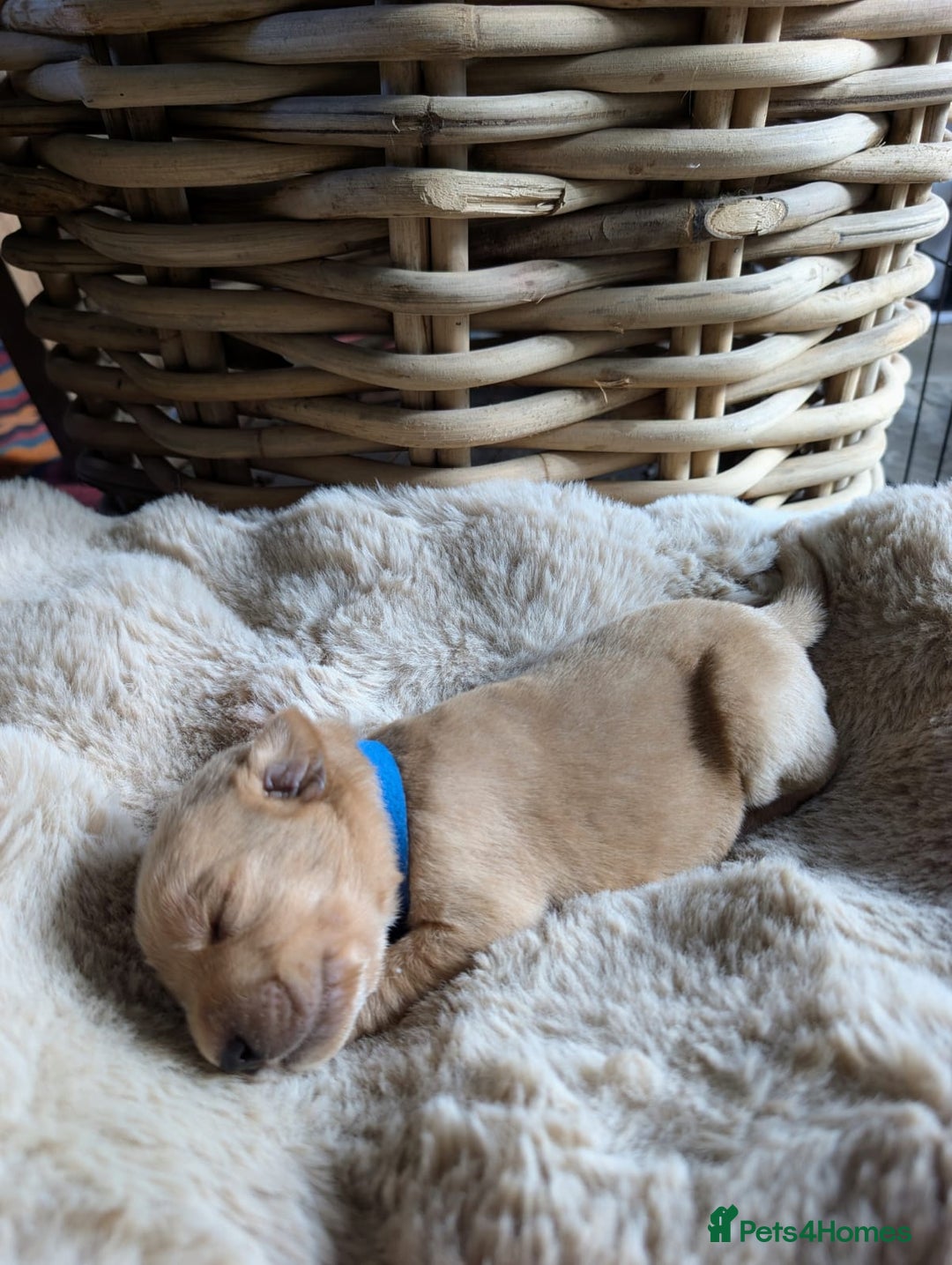 Mixed Breed dogs for sale: Goldador - Advert 4