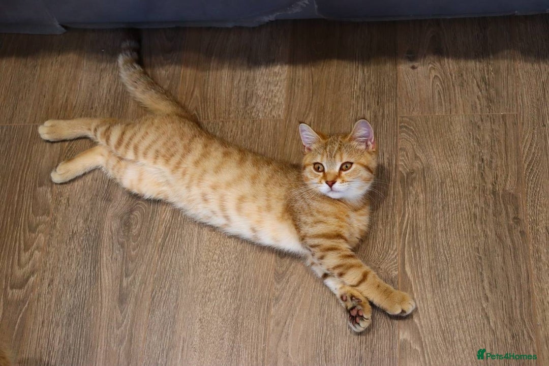 Scottish Fold cats for sale: Ready TICA reg stunning kittens available  - Image 36