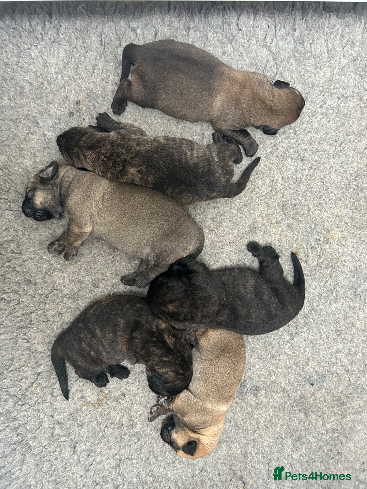 Labrador Retriever dogs Pedigree puppies of Portuguese cattle dog - Advert 2