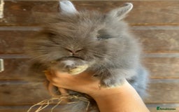Lionhead rabbits for sale: Extra Special Lionhead Bunnies  - Image 11