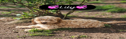 Cockapoo dogs for sale: Health Tested  Cockapoo Puppies  - Advert 24