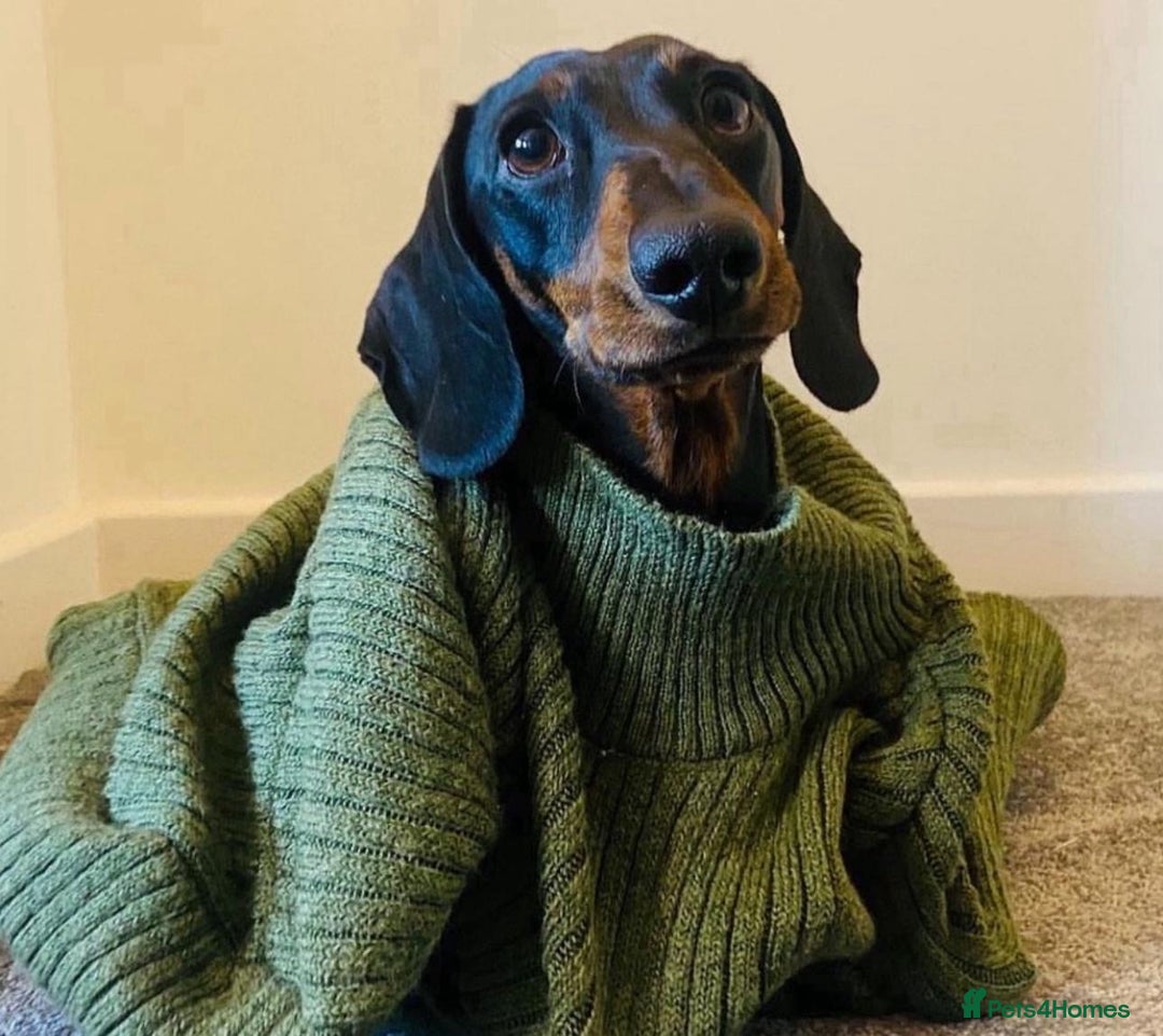 Dachshund dogs for sale: Miniature Dachshund Puppies   - Image 15