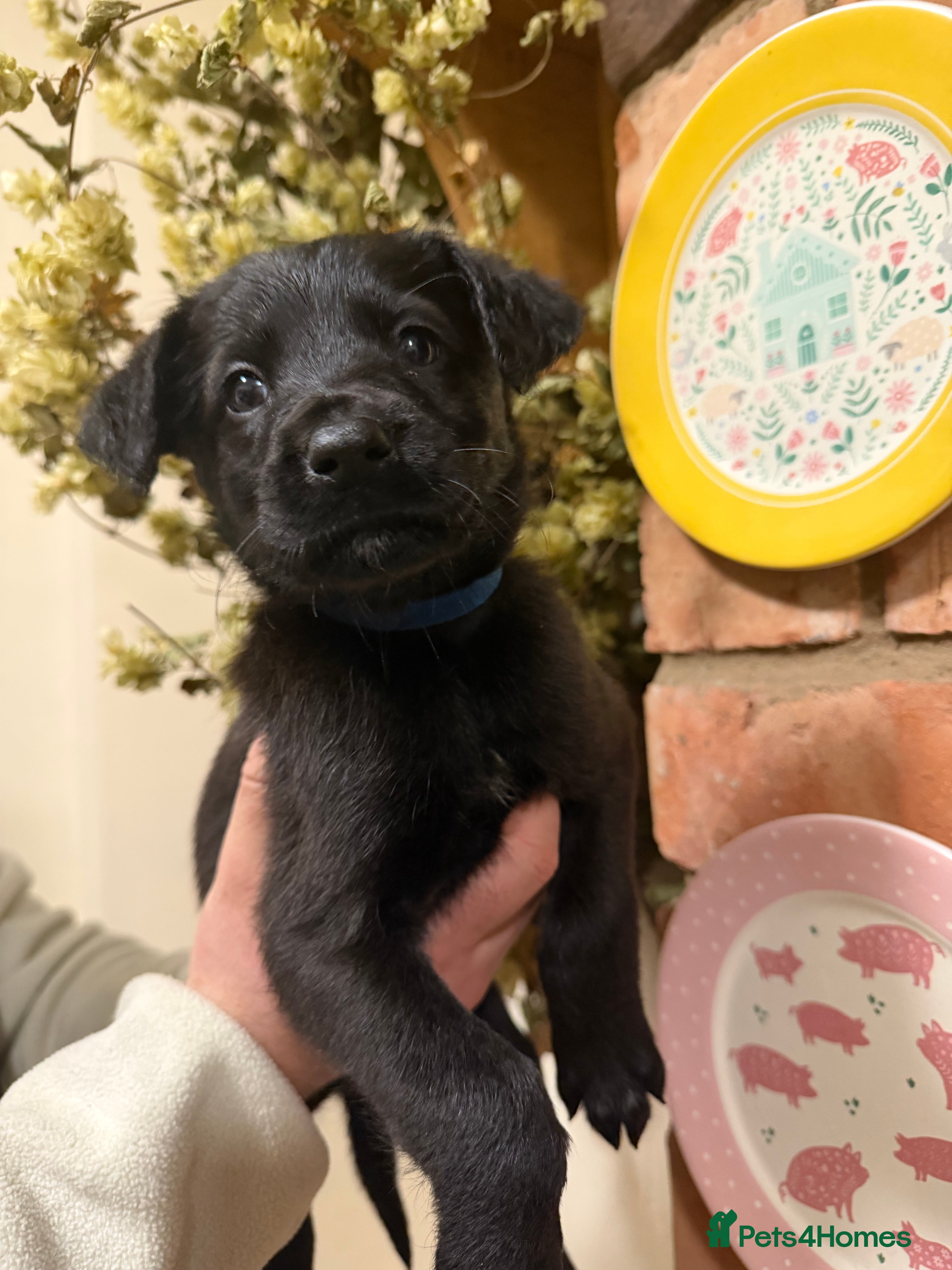 Mixed Breed dogs Belgian mal/working cocker spaniel  - Advert 1