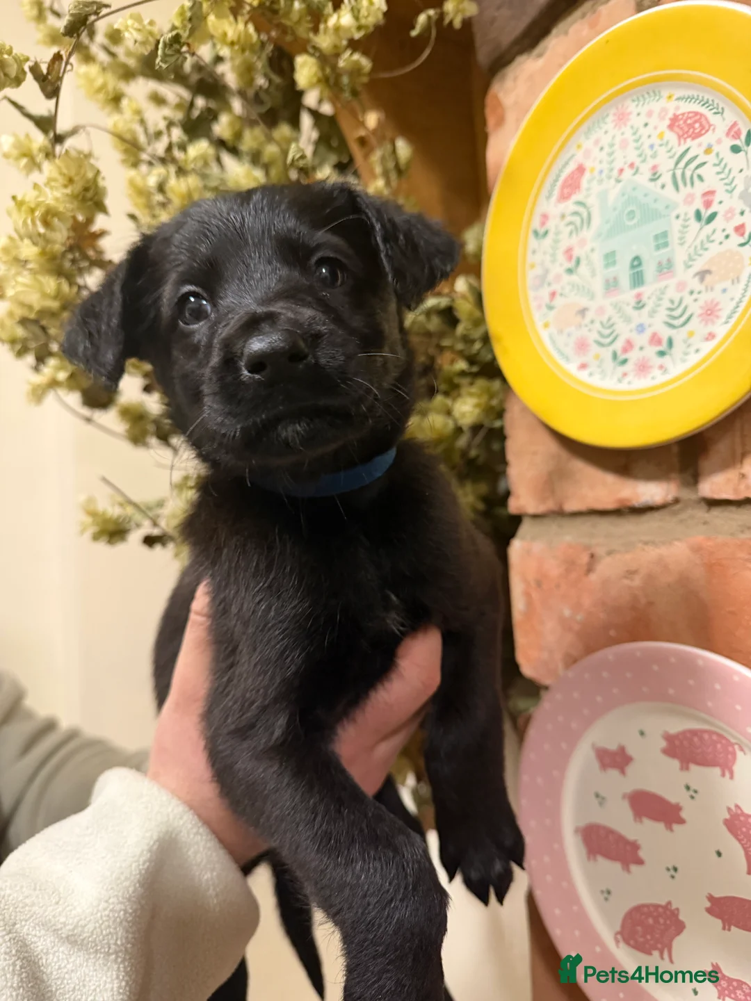 Mixed Breed dogs for sale: Belgian mal/working cocker spaniel  - Advert 1