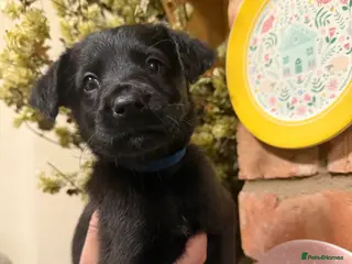 Mixed Breed dogs Belgian mal/working cocker spaniel - Advert 2