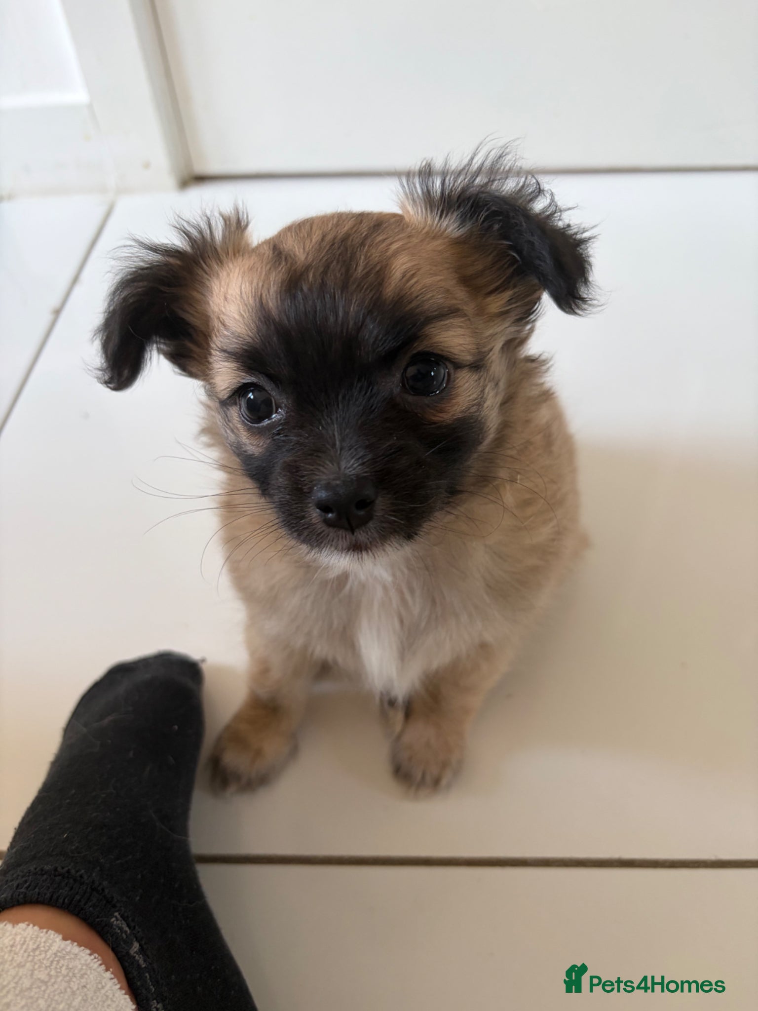 Chihuahua dogs *Ready to leave* Long hair chihuahua puppies - Advert 18