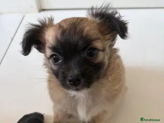 Chihuahua dogs *Ready to leave* Long hair chihuahua puppies - Advert 17