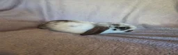 Mini Lop rabbits for sale: Beautiful Mini lops - Advert 5
