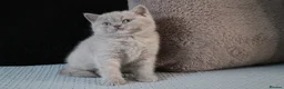 British Shorthair cats for sale: TICA British Shorthair & Longhair Kittens  - Advert 28