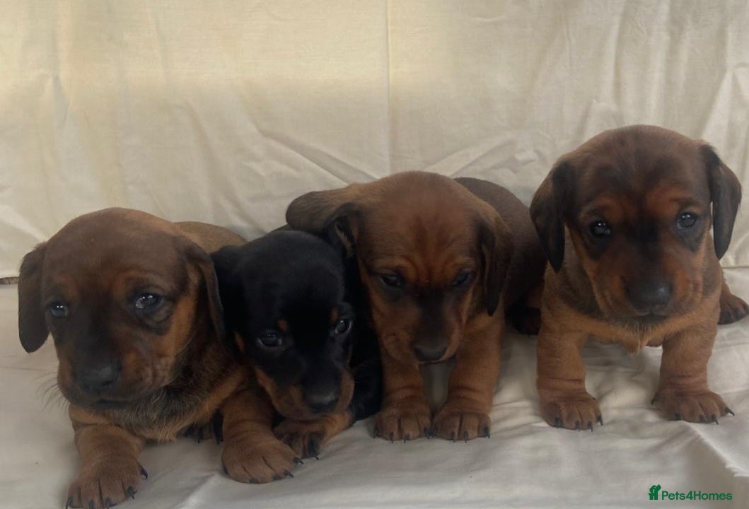 Dachshund dogs For Sale  - Advert 2