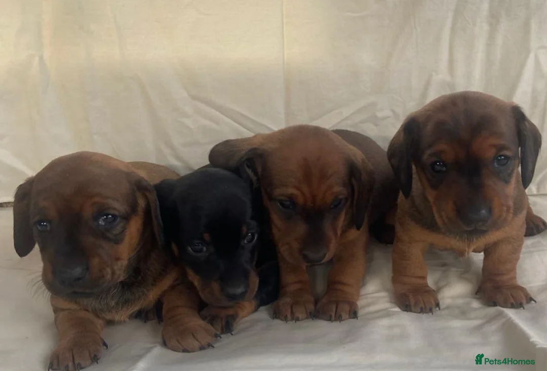 Dachshund dogs for sale: For Sale  - Advert 1