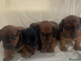 Dachshund dogs For Sale - Advert 2