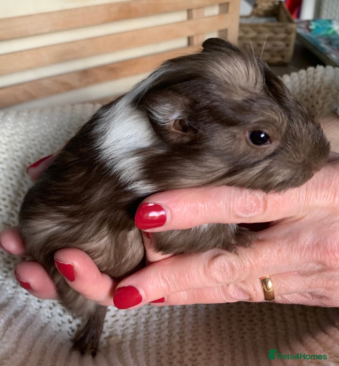 Guinea Pig rodents for sale:  VERY tame, healthy, GORGEOUS baby boy Guinea pigs - Advert 4