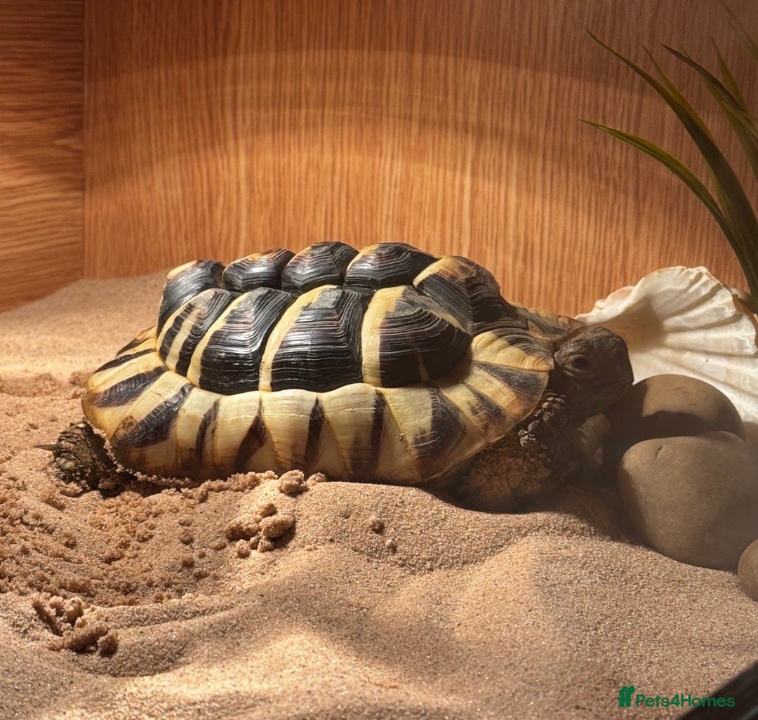 Hermann Tortoise reptiles for sale: Adult Hermann tortoise - Prickle - Advert 3