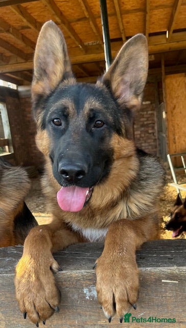 German Shepherd dogs for sale: Outstanding GSD male for sale - Advert 6