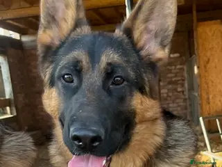 German Shepherd dogs Outstanding GSD male for sale - Advert 17